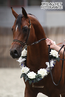 Nationale AVS C-Show Oost te Raalte